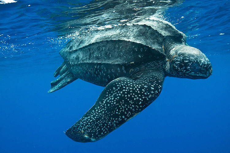 Turtle